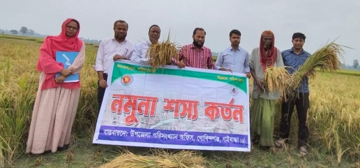 বোরো ফসলের নমুনা কর্তন