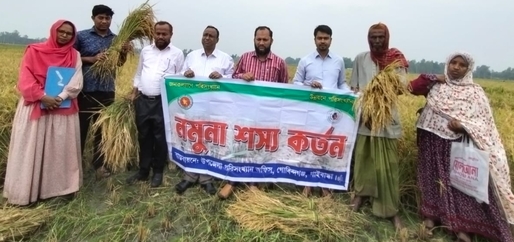 বোরো ফসলের নমুনা কর্তন