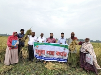 বোরো ফসলের নমুনা কর্তন