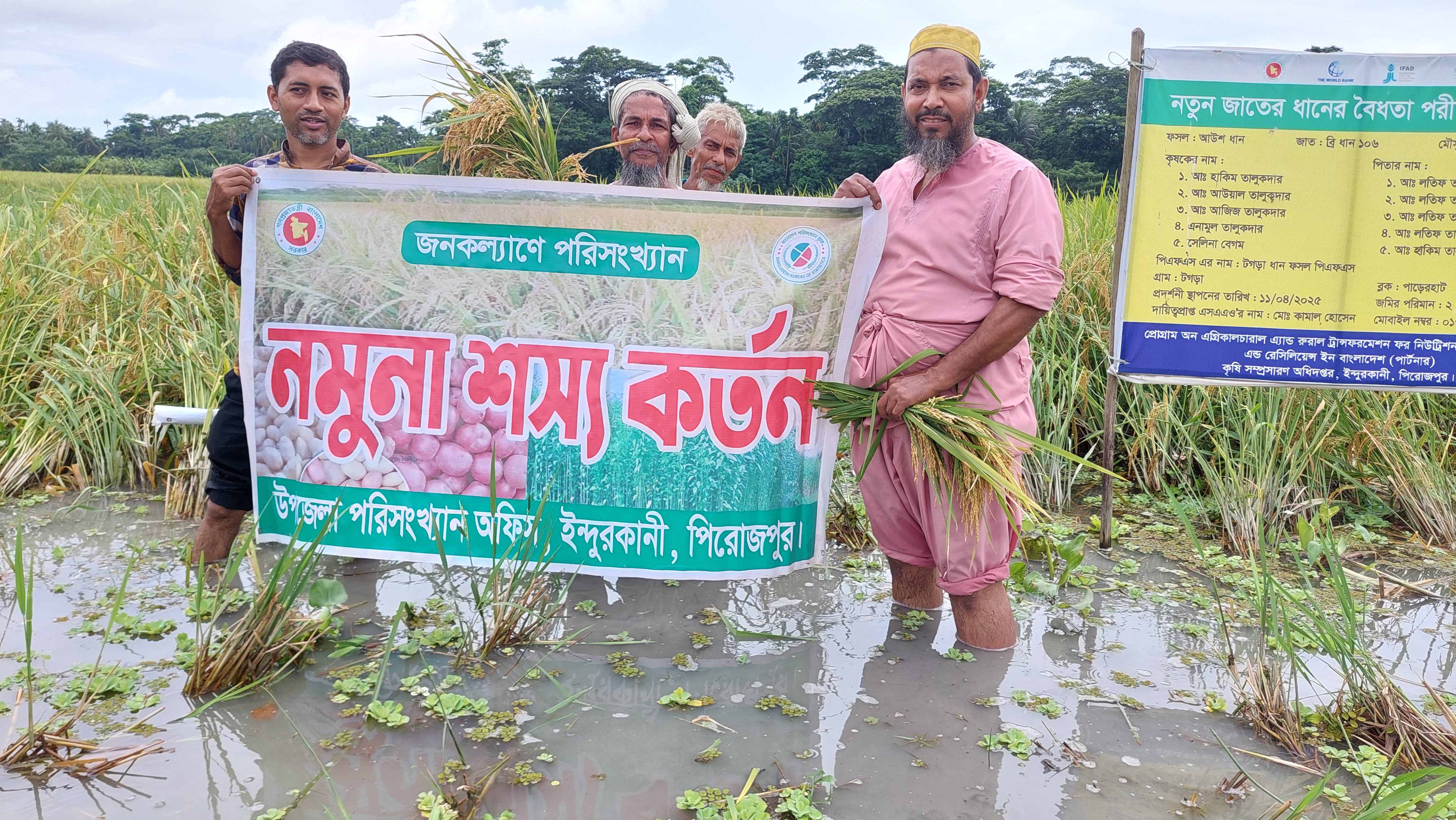 আউশ ধান কর্তণ