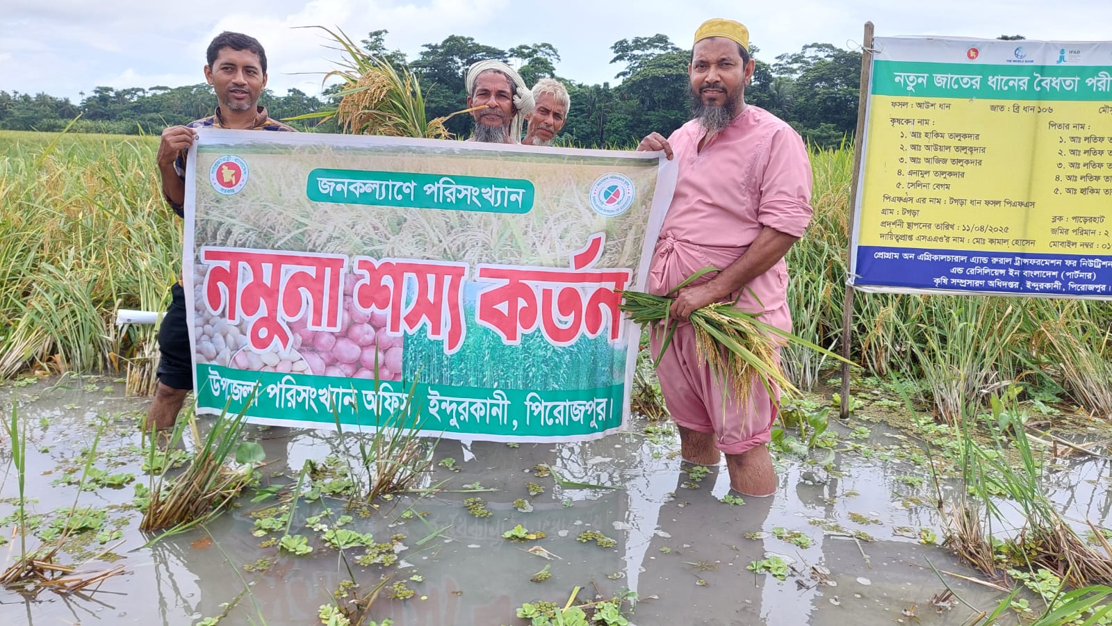 নমুনা শস্য কর্তন