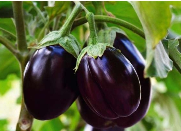 উপজেলা পরিসংখ্যান অফিস,ইসলামপুর,জামালপুর।