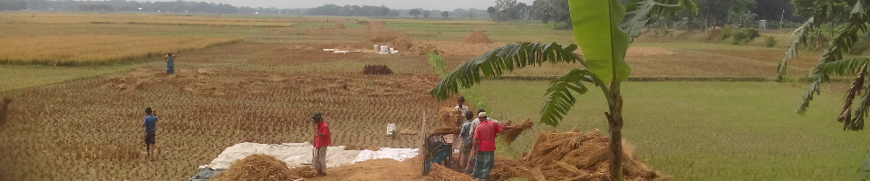 আমন ফসল কর্তন