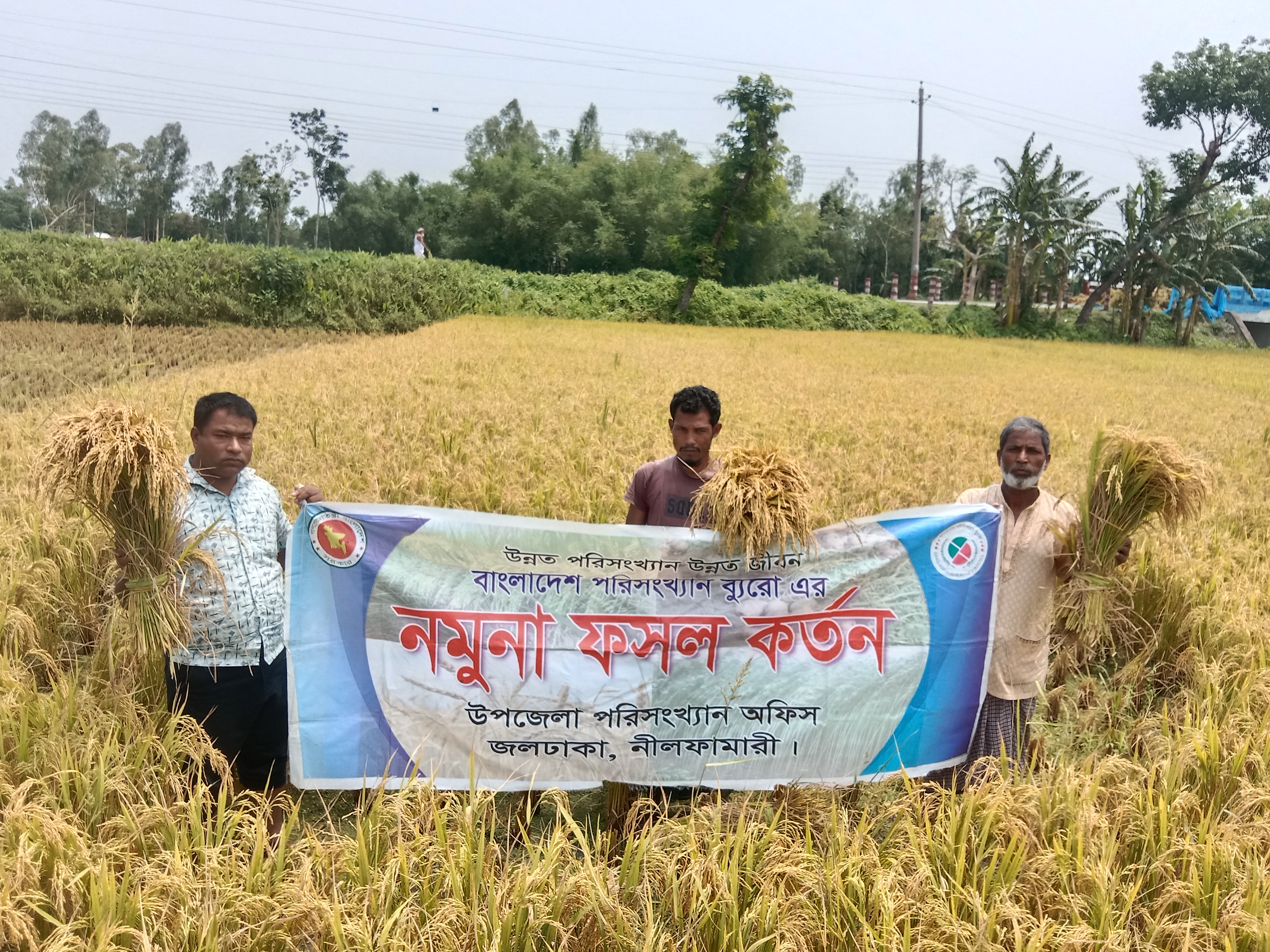 বোরো ফসলের নমুনা কর্তনের ছবি