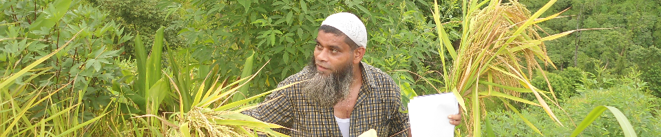 নমুনা শস্য কর্তন