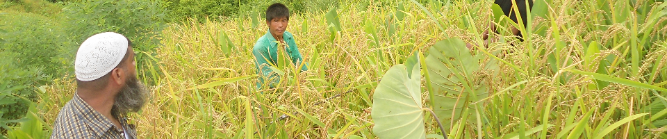 নমুনা শস্য কর্তন
