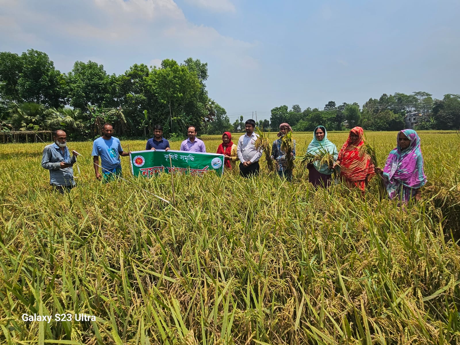 নমুনা শস্য কর্তন