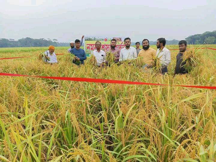 আমন ফসলের নমুনা কর্তন, বাশঁবুনিয়া ও কাঠালিয়া সদর ক্লাস্টার , ধানের জাত-ব্রি-৮৭