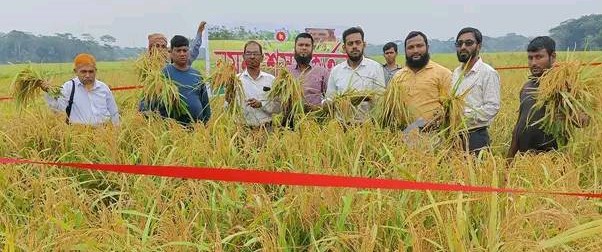 আমন ফসলের নমুনা কর্তন