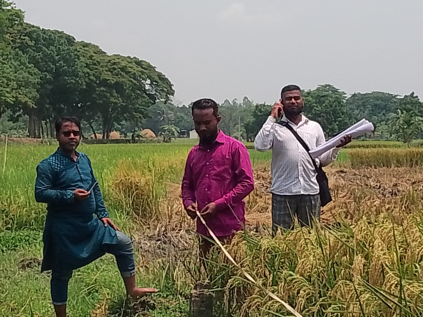 ধান কর্তন