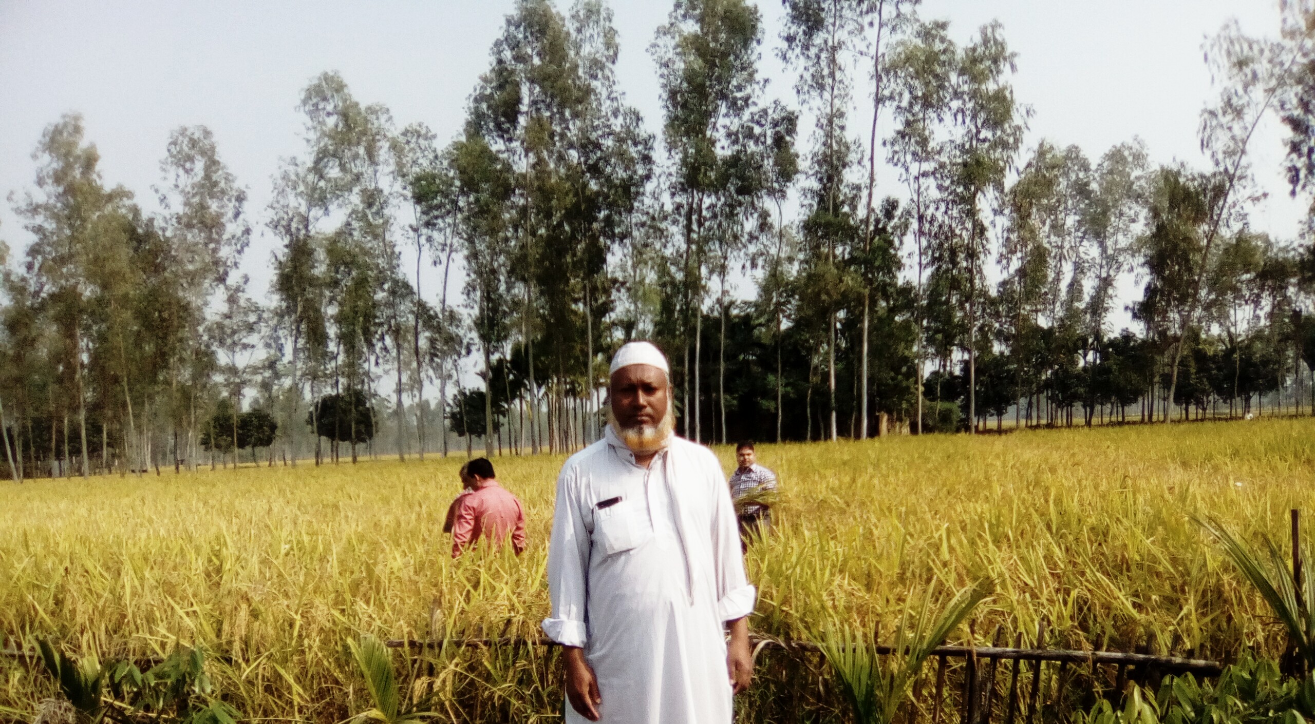 ২০১৬ ইং সনে আমন ফসল কর্তন 