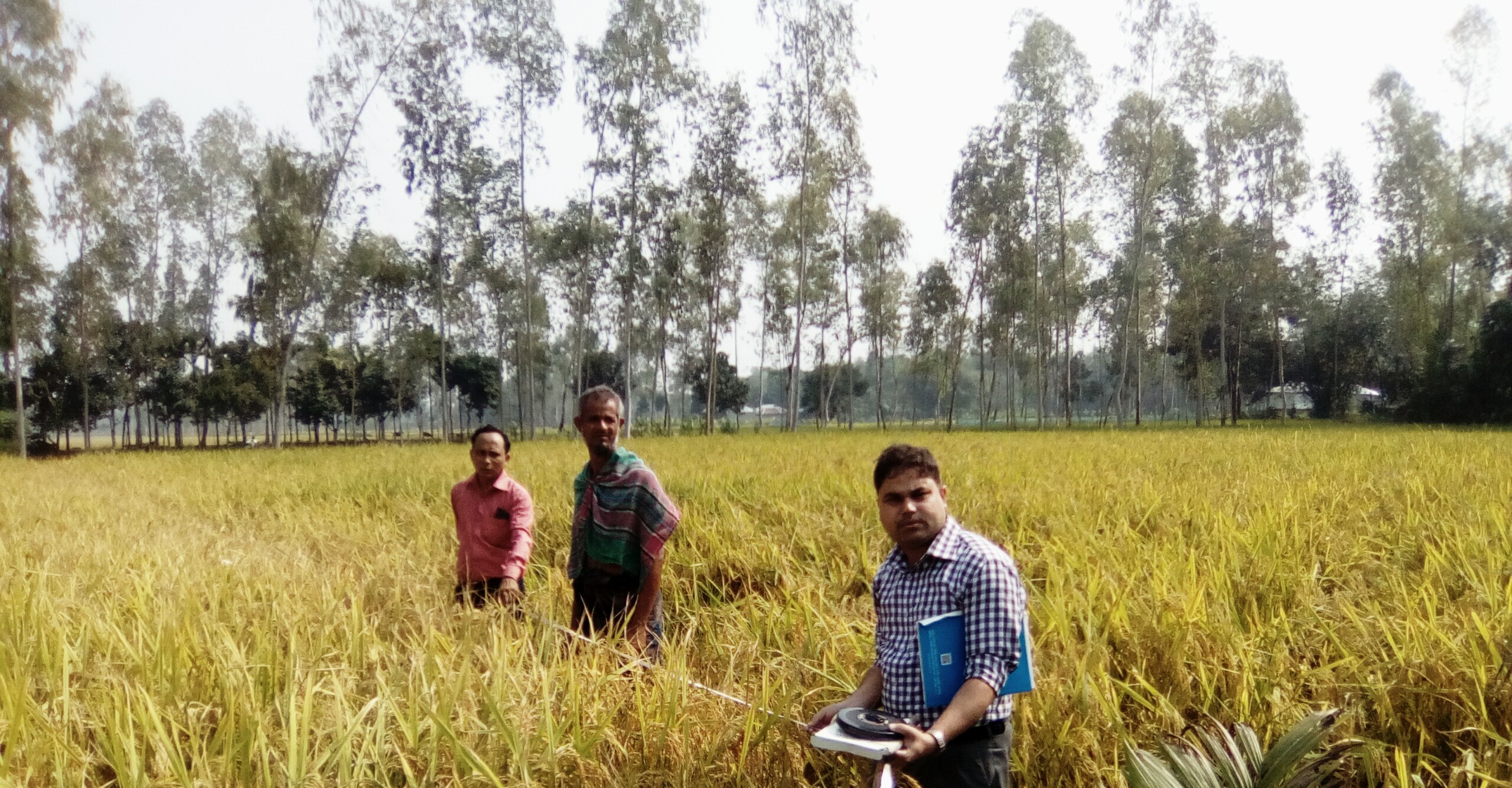 ২০১৬ ইং সনে আমন ফসল কর্তন 