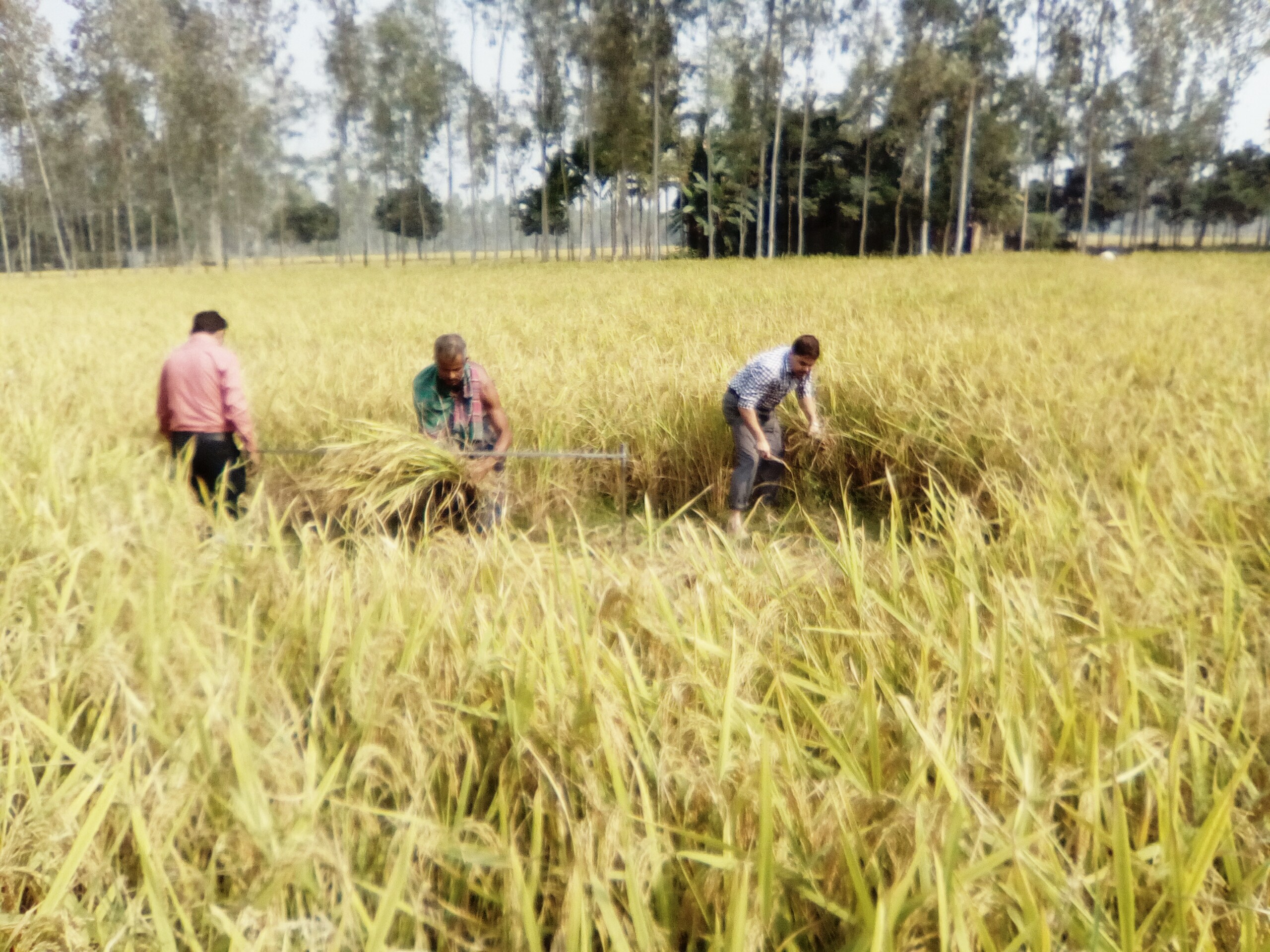 ২০১৬ ইং সনে আমন ফসল কর্তন 