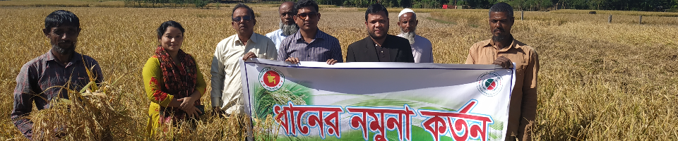 নমুনা শষ্য কর্তন