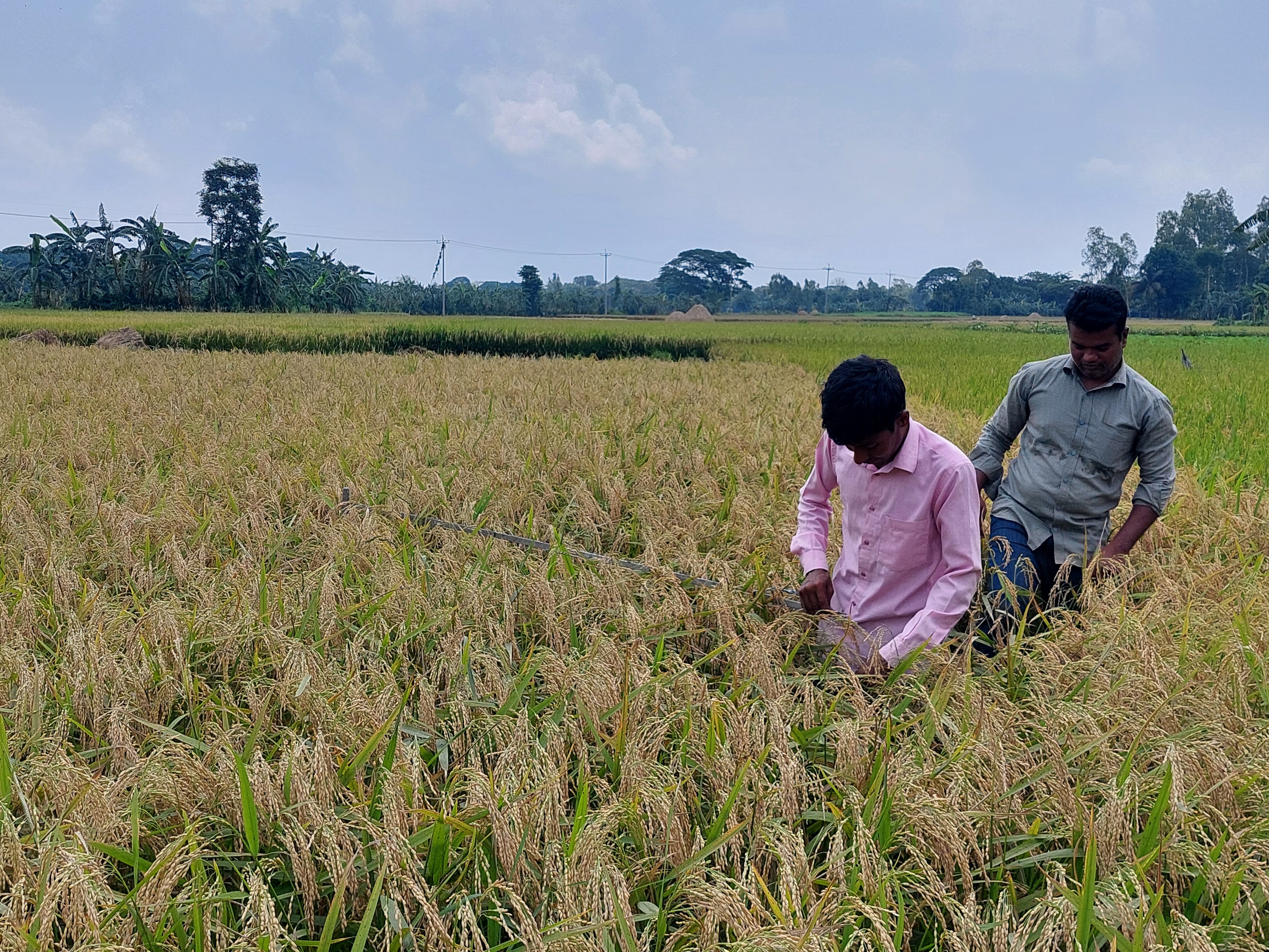নমুনা শস্য কর্তন 2