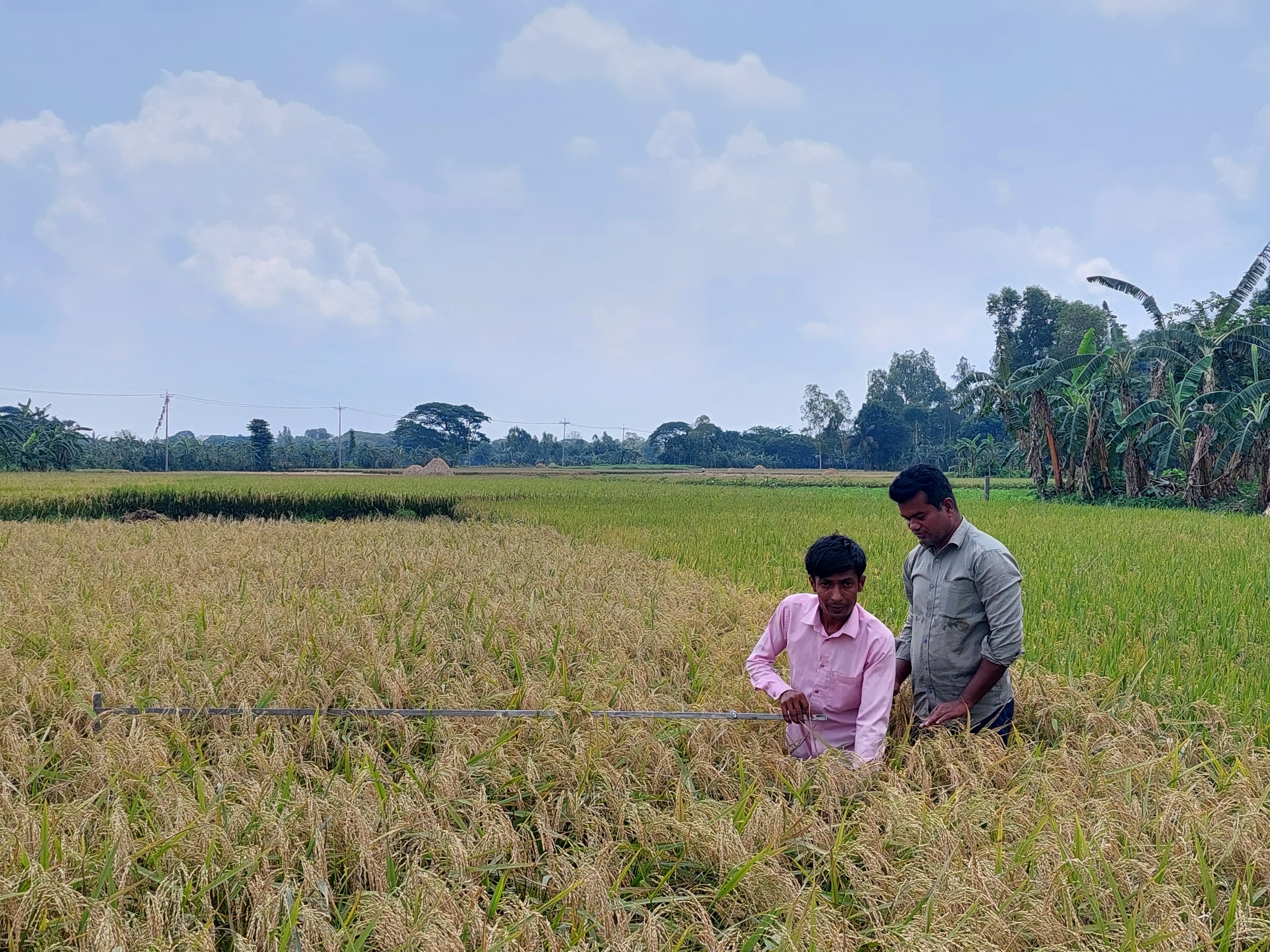 নমুনা শস্য কর্তন 3