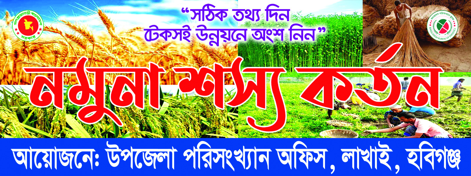 আমন ফসলের নমুনা কর্তন