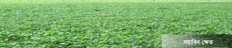 সয়াবিন ফসলের মাঠ