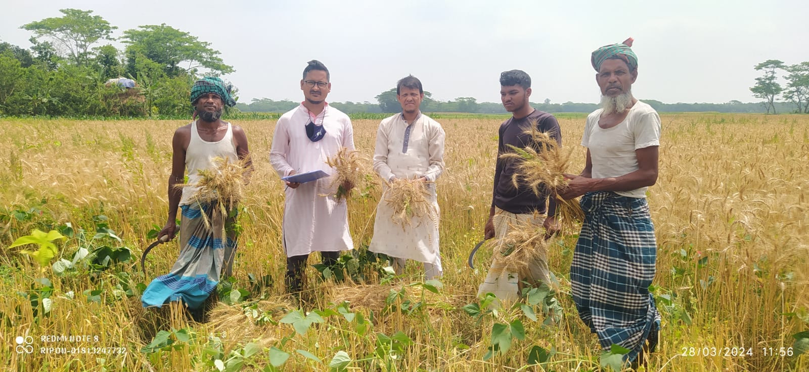 লালমোহন উপজেলা গম ফসলের নমূনা কর্তন এর স্থির চিত্র।