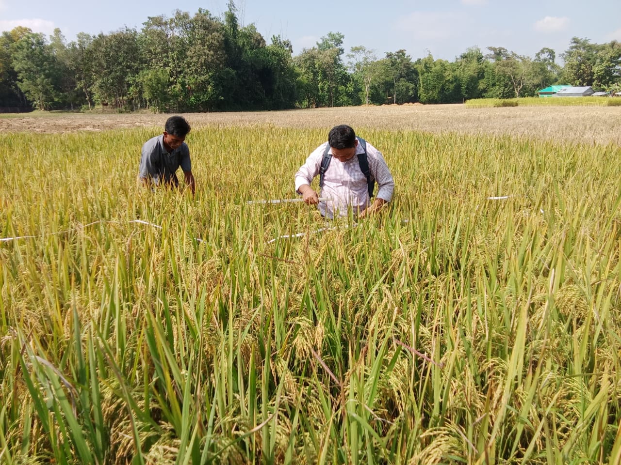 ফসল কর্তন