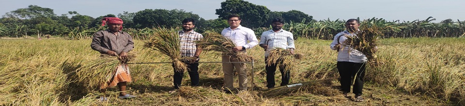 আমন কর্তন