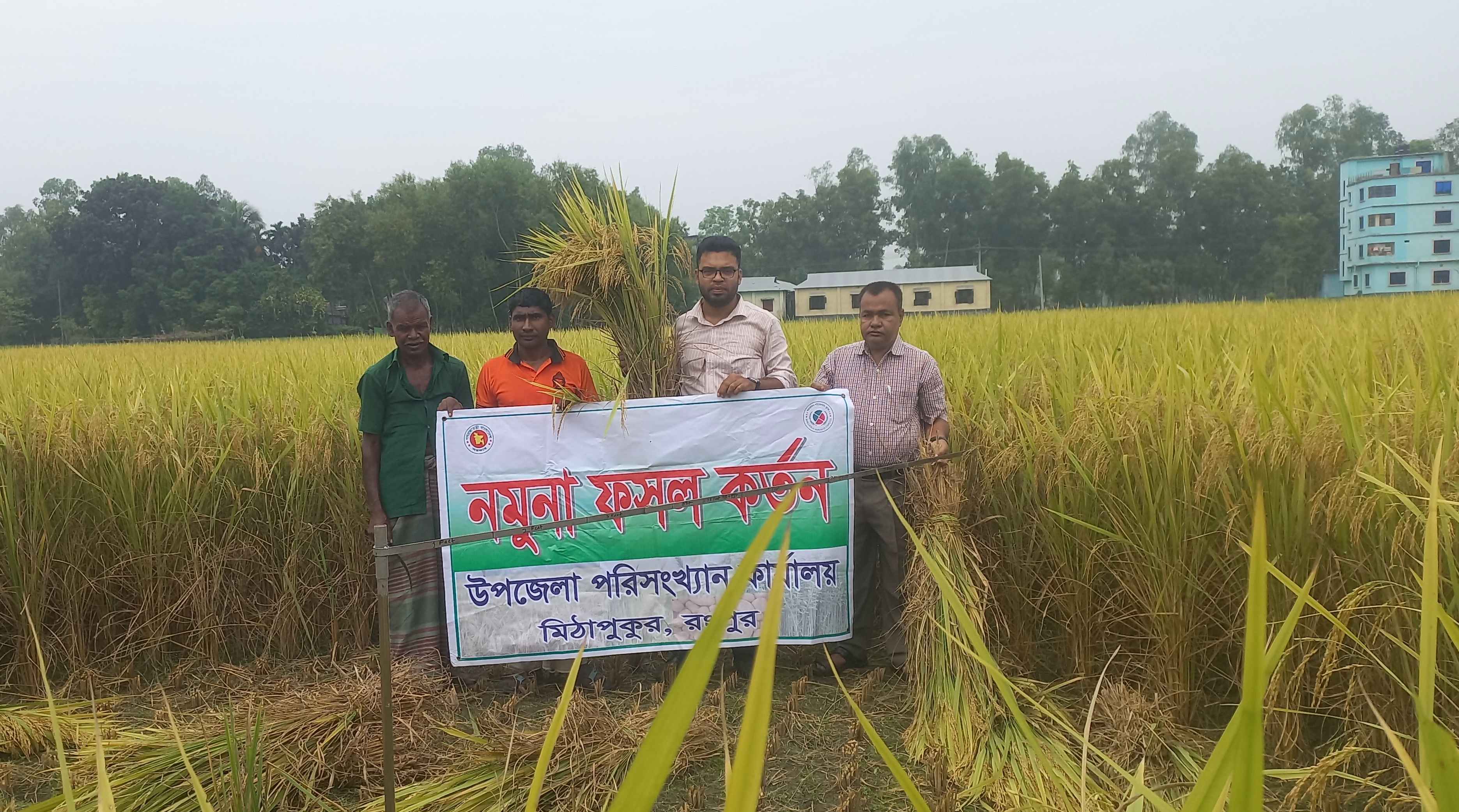 আমন ফসলের নমূনা কর্তন