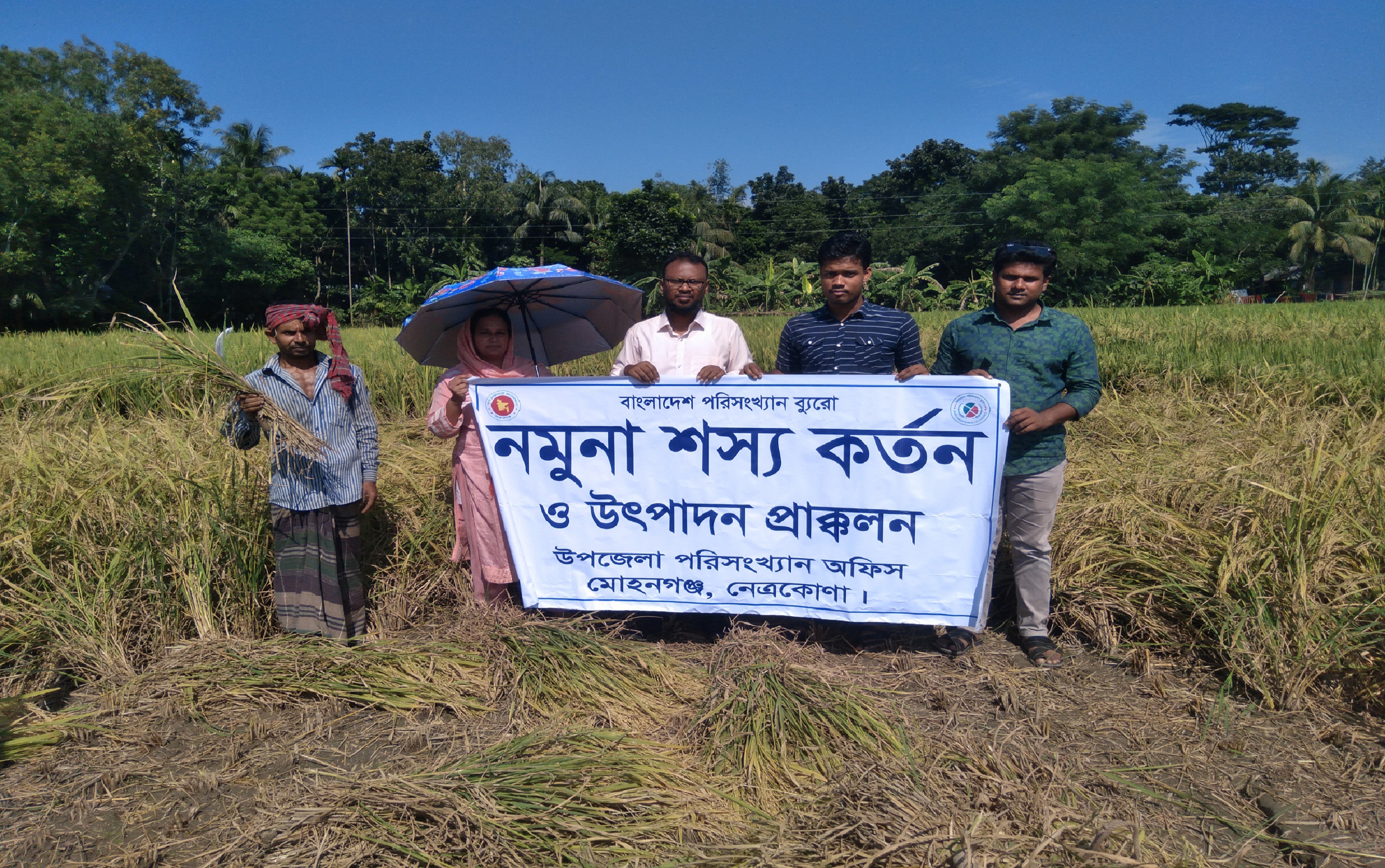 আমন ফসল নমুনা কর্তন