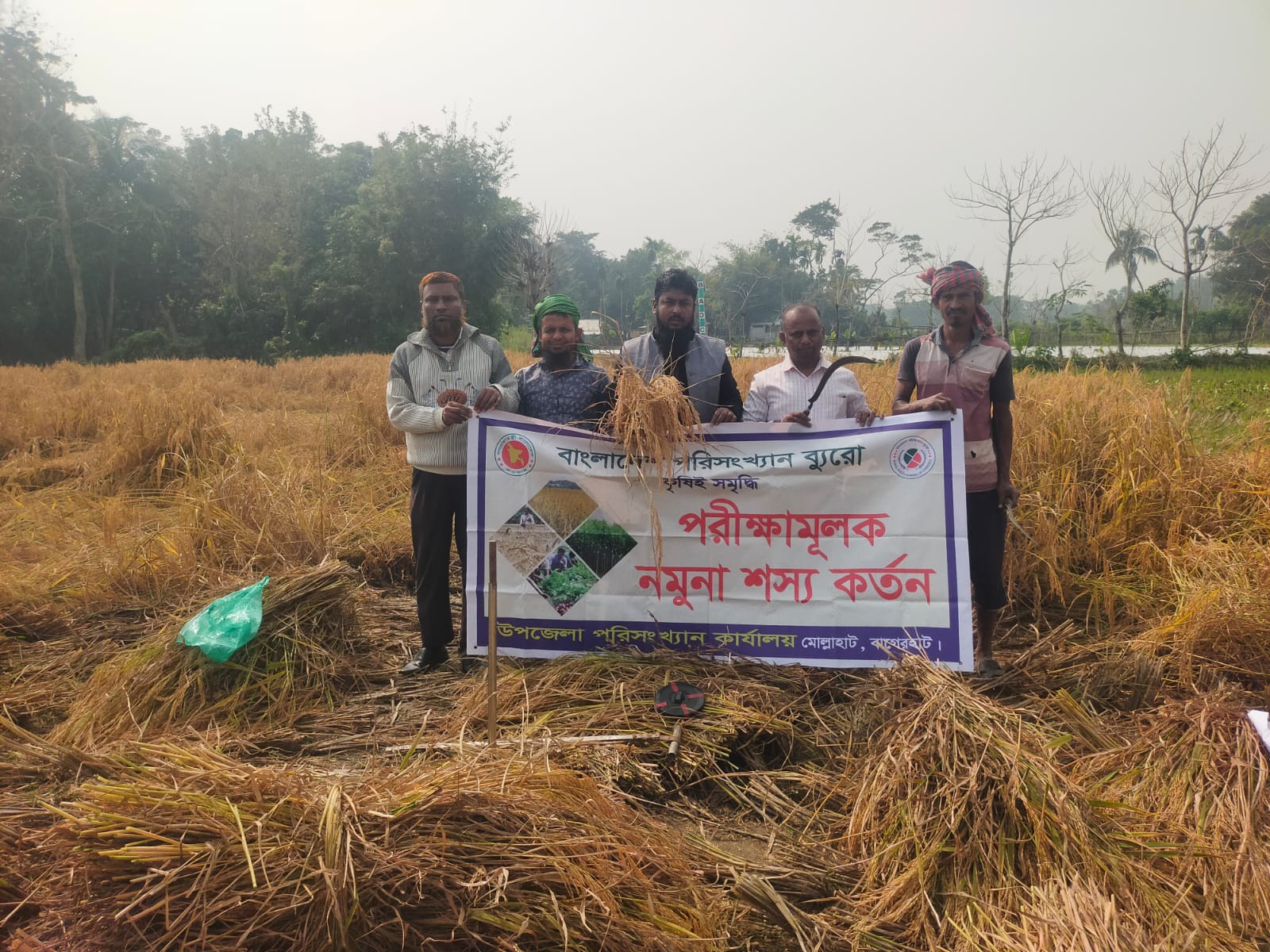 আমন ফসলের নমুনা কর্তন