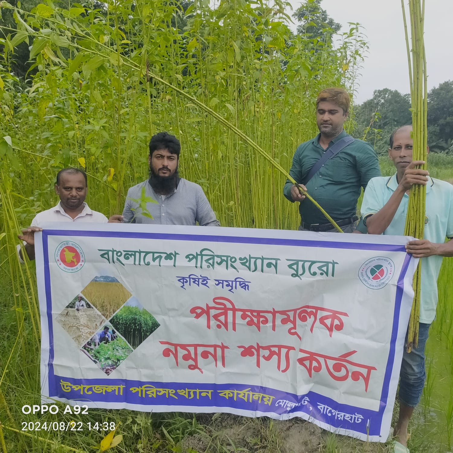 পাট ফসলের নমুনা কর্তন