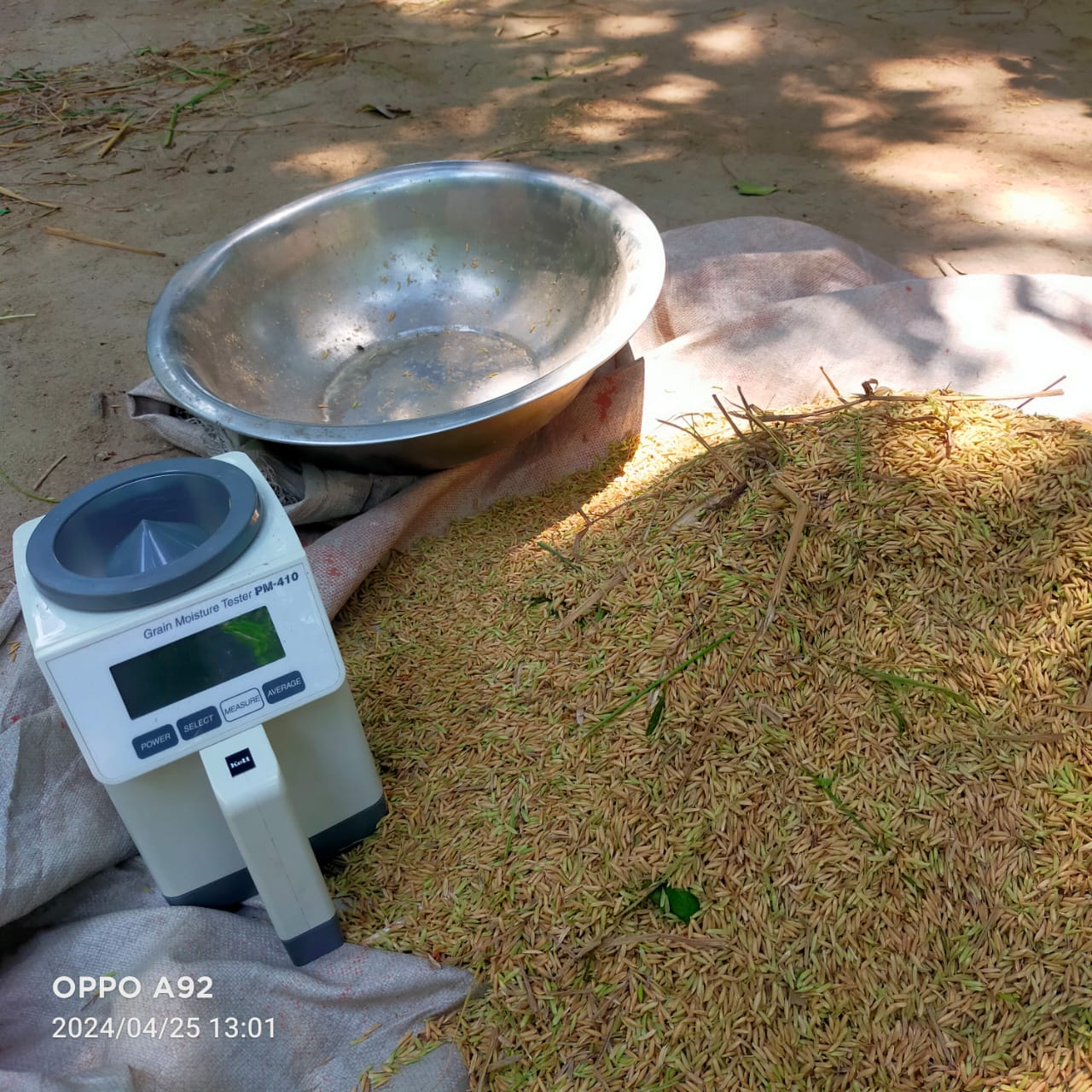 Sampling of bore paddy crop