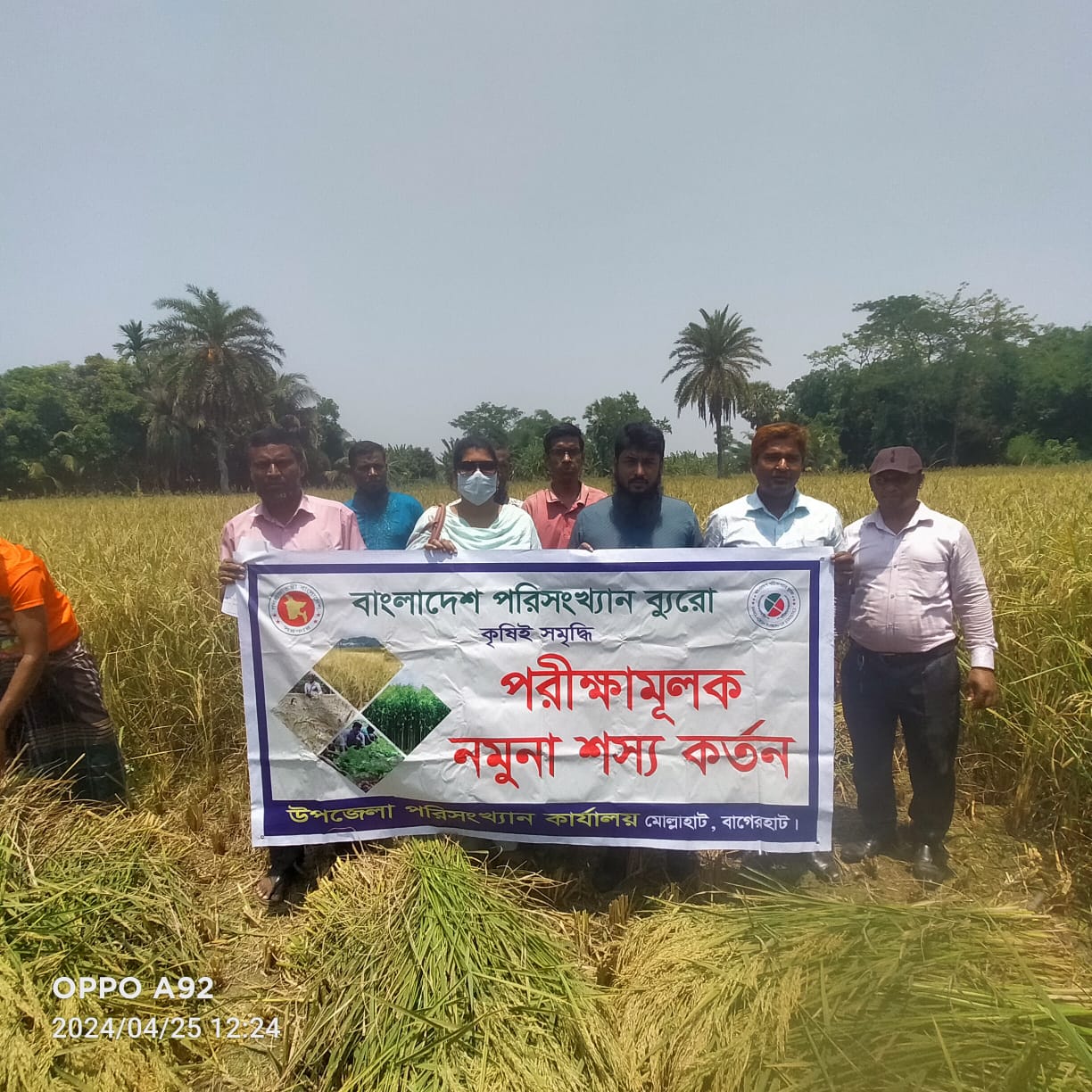 Sampling of bore paddy crop