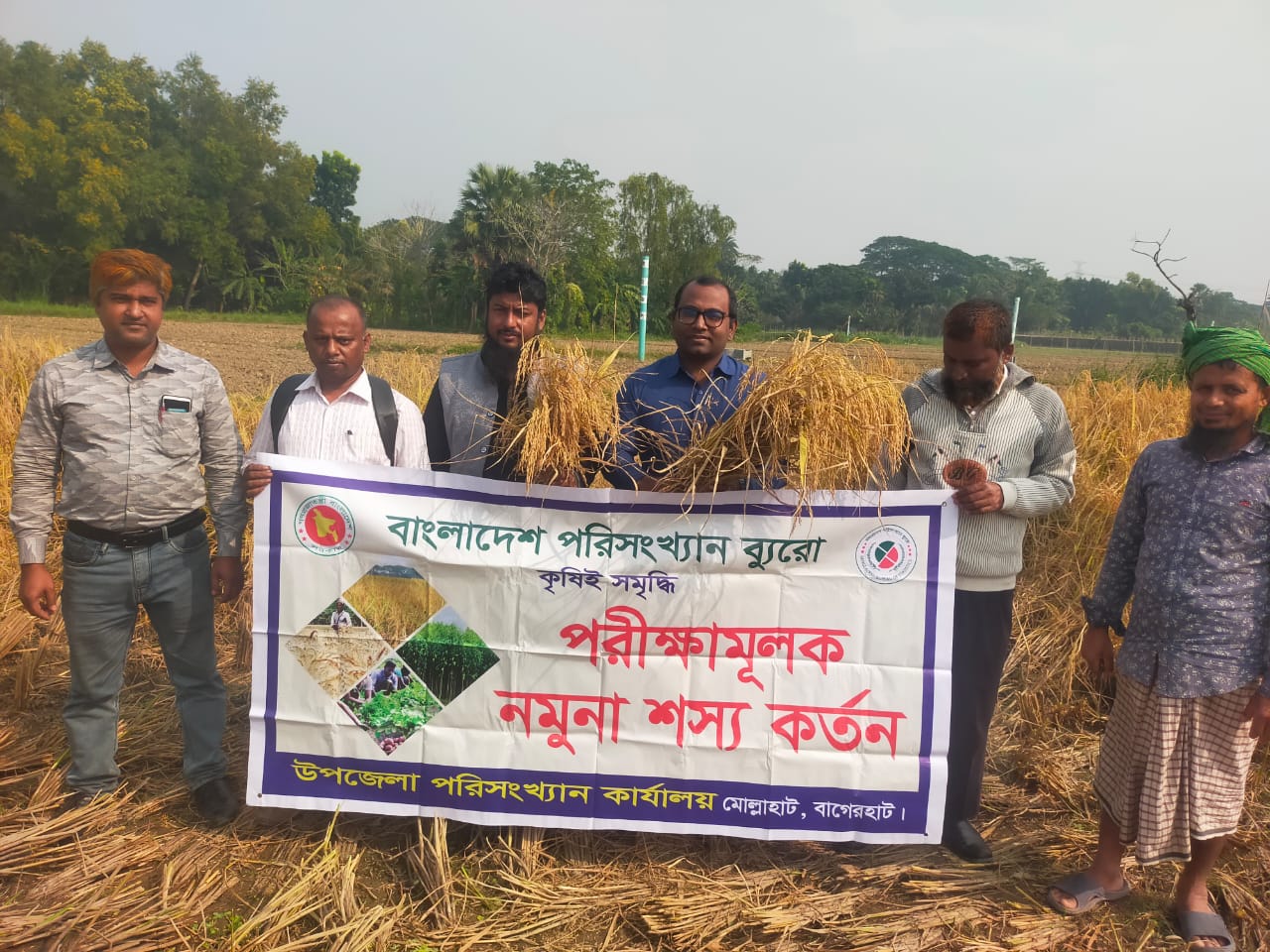 আমন ফসলের নমুনা কর্তন