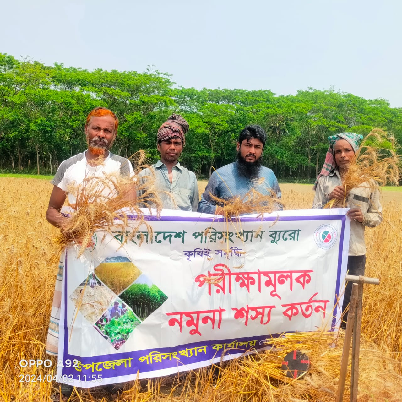 Sampling of wheat crop