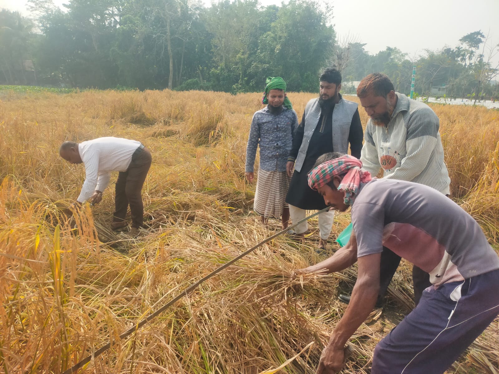 আমন ফসলের নমুনা কর্তন