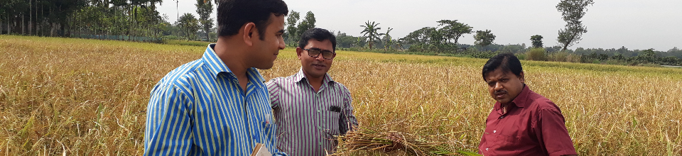 নমুনা শস্য কর্তন