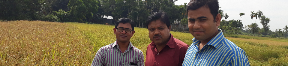 নমুনা শস্য কর্তন