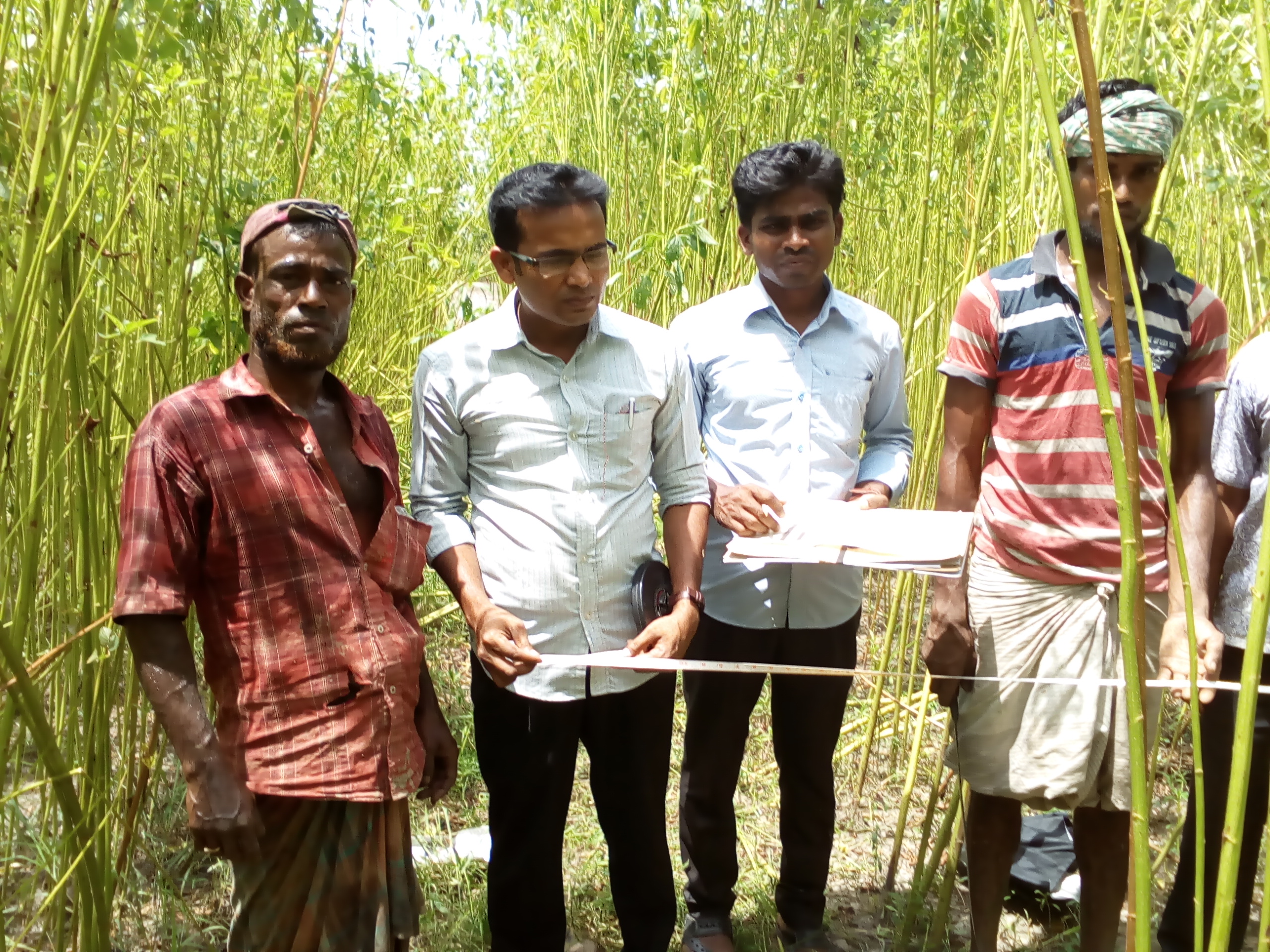 পাট ফসলের নমূনা কর্তন ২০১৯