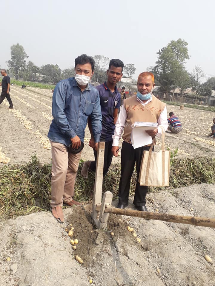 আলু কাটিং