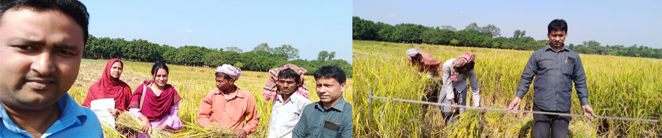 ধান কর্তন ০১