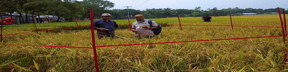 আউশ ধান কর্তন