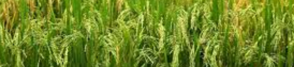 কৃষি শুমারি ২০১৮