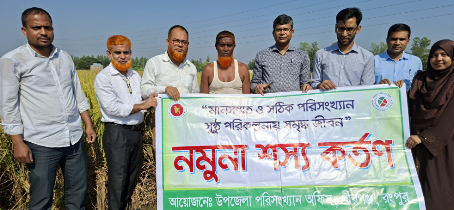 আমন ফসলের নমুনা কর্তন