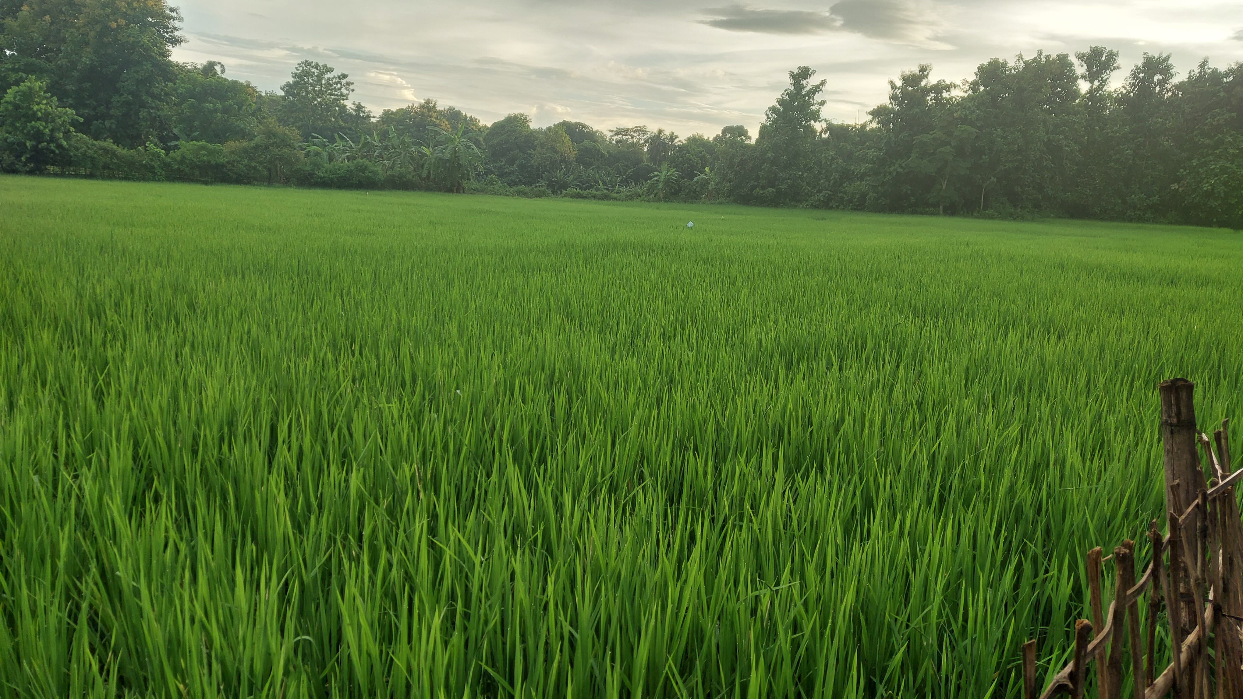 আউশ শস্য কর্তন