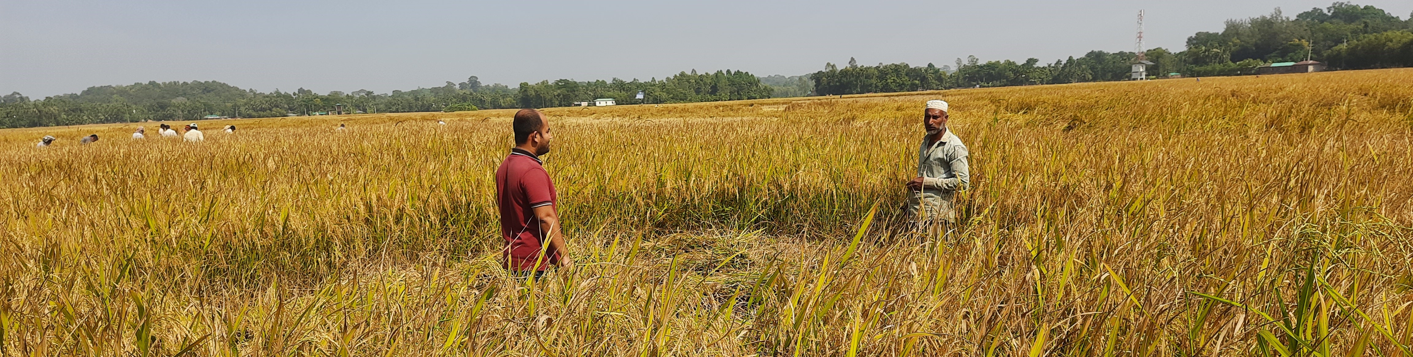 উপজেলা পরিসংখ্যান অফিস, রামু, কক্সবাজার।