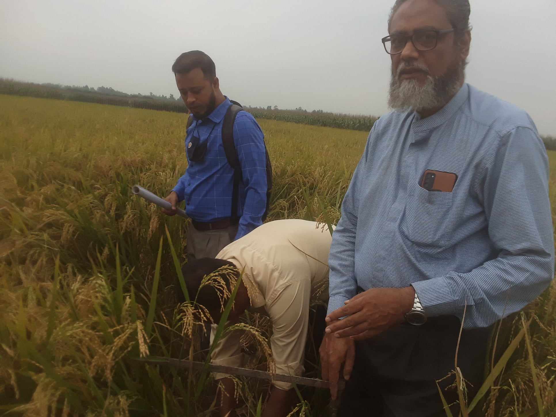 বোরো ফসলের নমুনা কর্তন-২০২৪