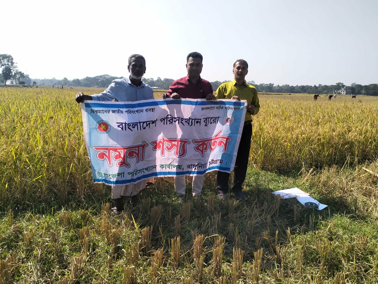 আমন কর্তন ২০২৫,রাংগুনিয়া পৌরসভা ,৬নং ওর্য়াড।