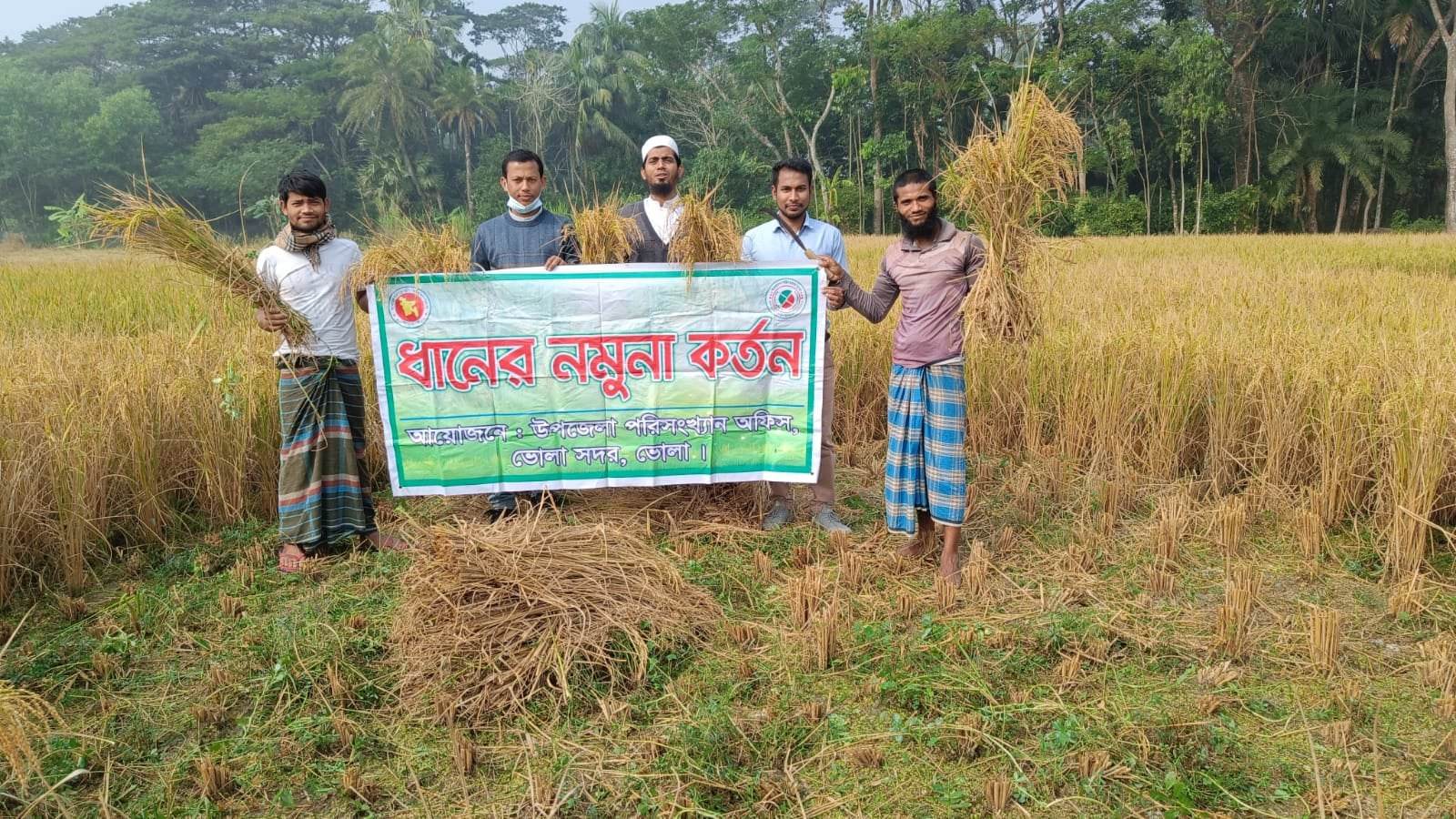 আমন (উফশী) ফসলের নমুনা কর্তন
