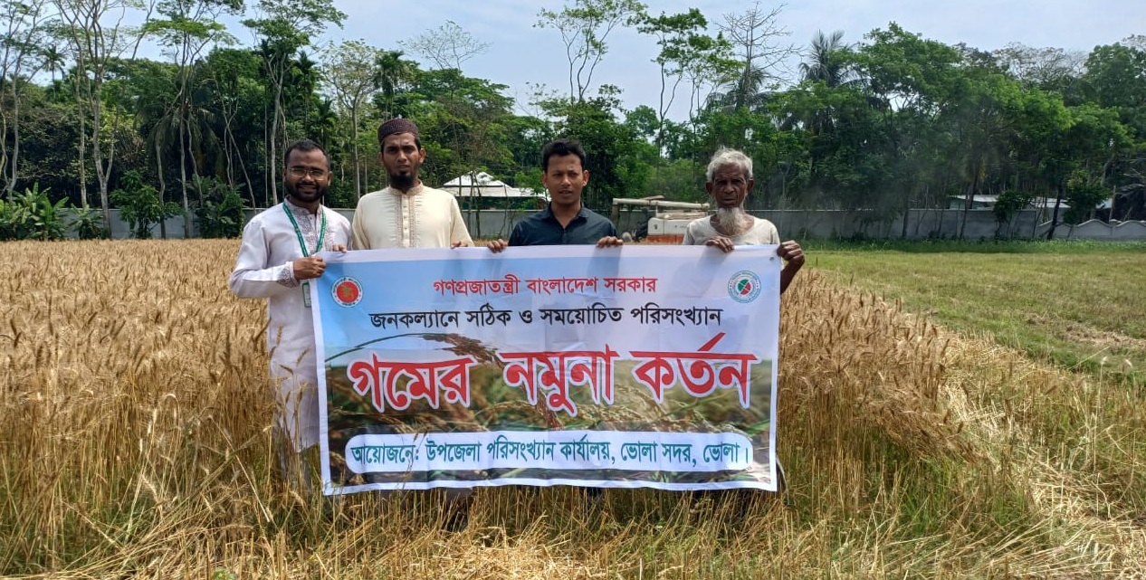 গম ফসলের নমুনা কর্তন