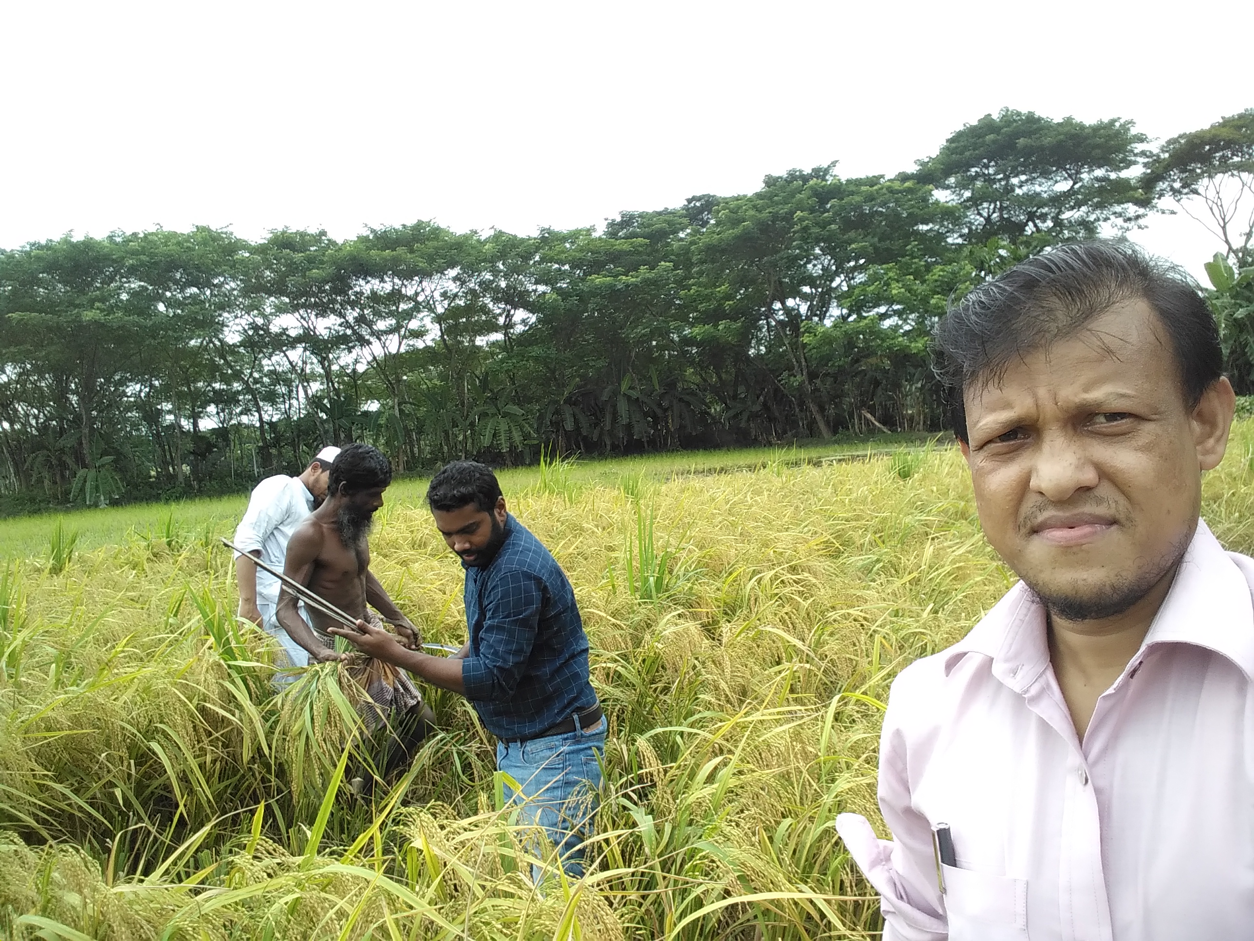 আউশ কর্তন-২০২১