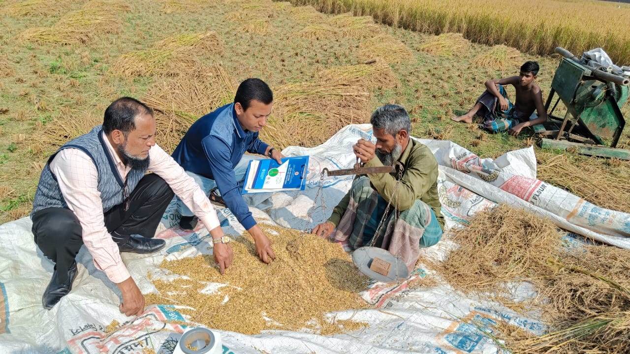 আমন (উফশী) ফসলের নমুনা কর্তন
